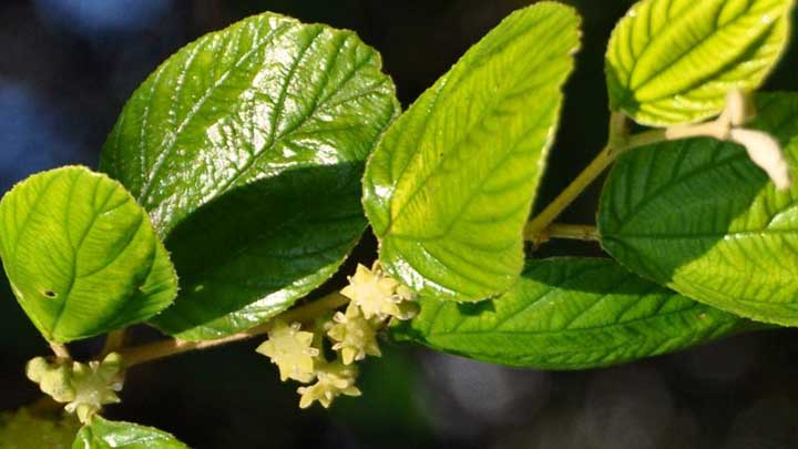 6 Khasiat Yang Terdapat Pada Daun Bidara