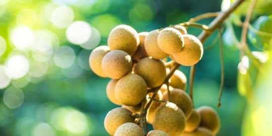 Jarang Diketahui, Manfaat Buah kelengkeng Untuk Kesehatan